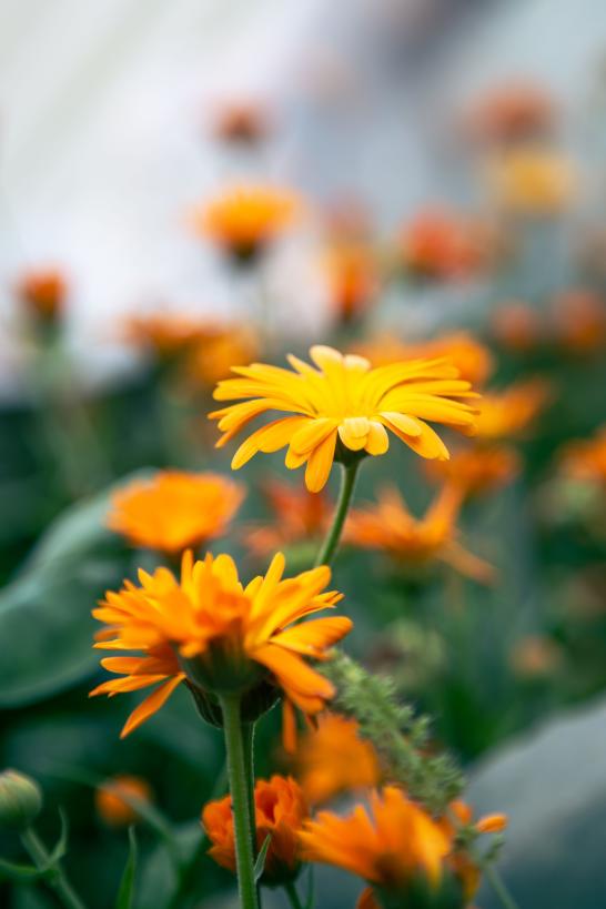 Goudsbloem of Calendula